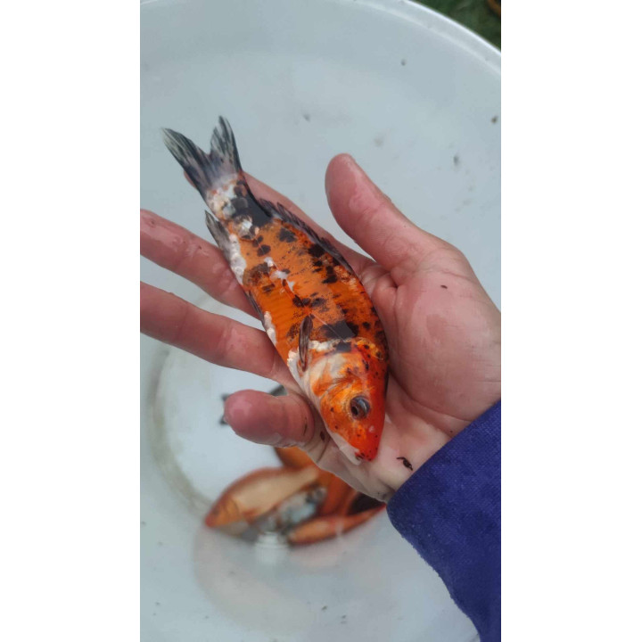 10 sztuk KARP KOI 10-20 CM