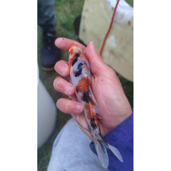 10 sztuk KARP KOI 10-20 CM
