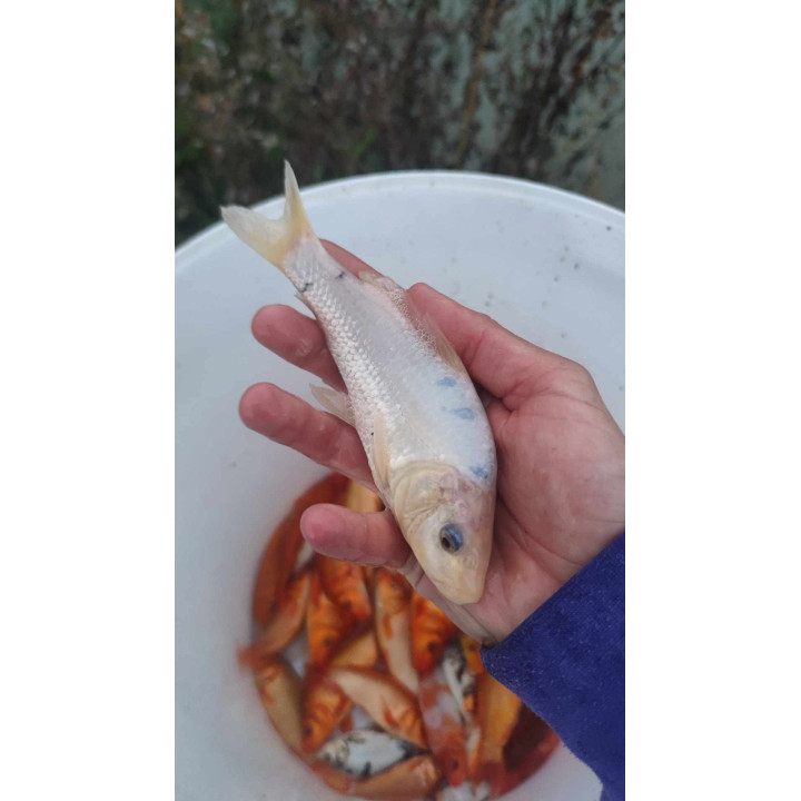 10 sztuk KARP KOI 10-20 CM