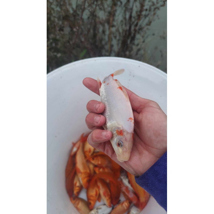 10 sztuk KARP KOI 10-20 CM
