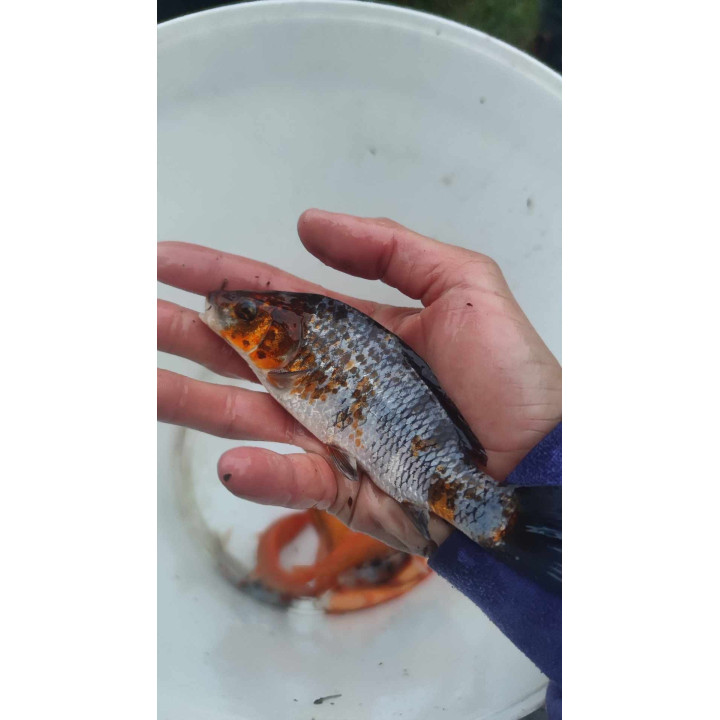 10 sztuk KARP KOI 10-20 CM