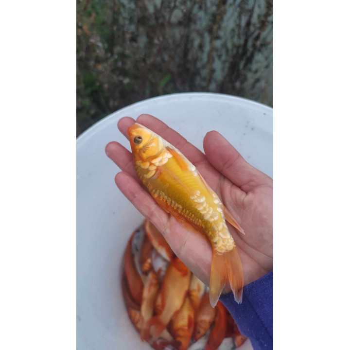 10 sztuk KARP KOI 10-20 CM