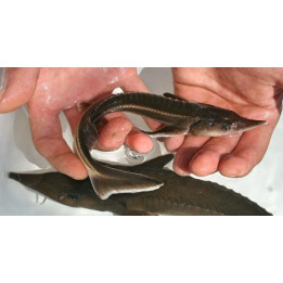 Jesiotr SYBERYJSKI 10-25 cm