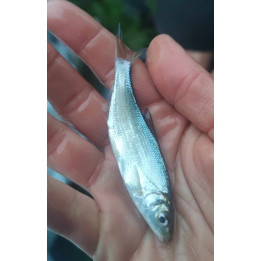 10 sztuk Boleń 8 cm