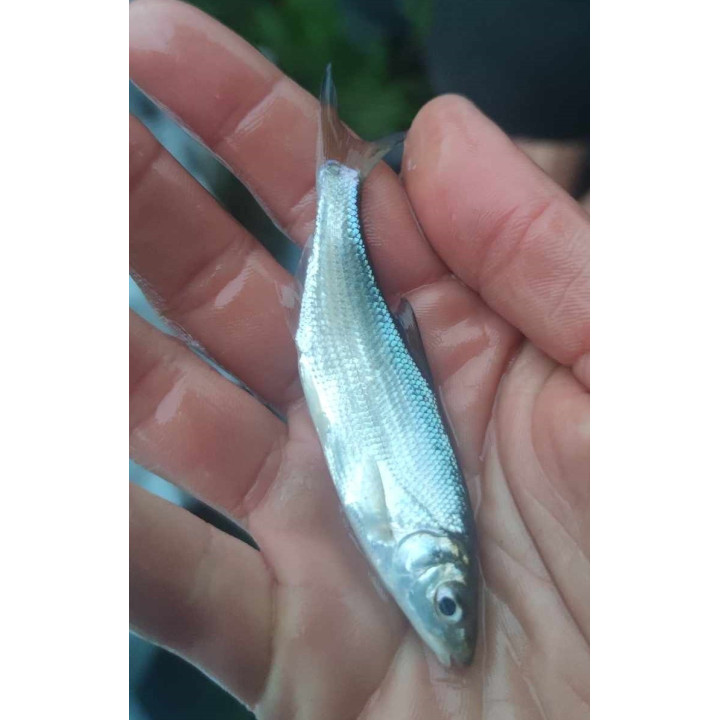 10 sztuk Boleń 8 cm