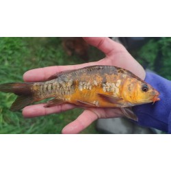 KARP KOI 20-30 cm KROCZEK