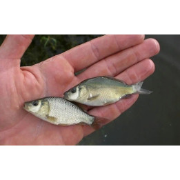 20 sztuk karp 4-12 cm królewski i pełnołuski