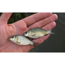 20 sztuk karp 4-12 cm...