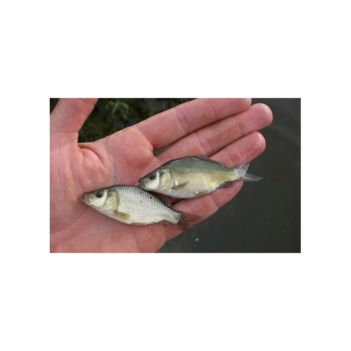 10 sztuk karp 3-6 cm królewski i pełnołuski