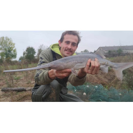 WIOSŁONOS 40 CM ( odbiór osobisty lub dowóz dodatkowo płatny )