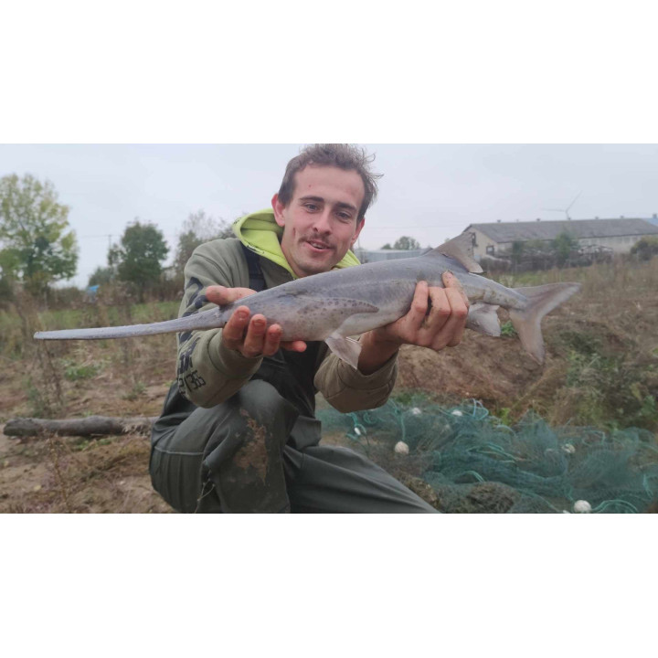 WIOSŁONOS 40 CM ( odbiór osobisty lub dowóz dodatkowo płatny )