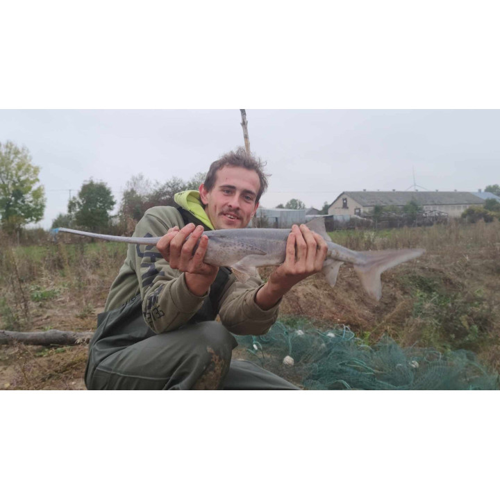 WIOSŁONOS 40 CM ( odbiór osobisty lub dowóz dodatkowo płatny )