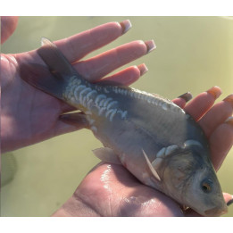 karp królewski kroczek 20-35 cm