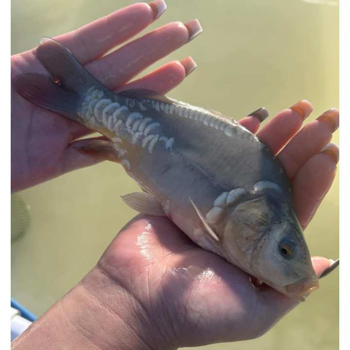 karp królewski kroczek 20-35 cm
