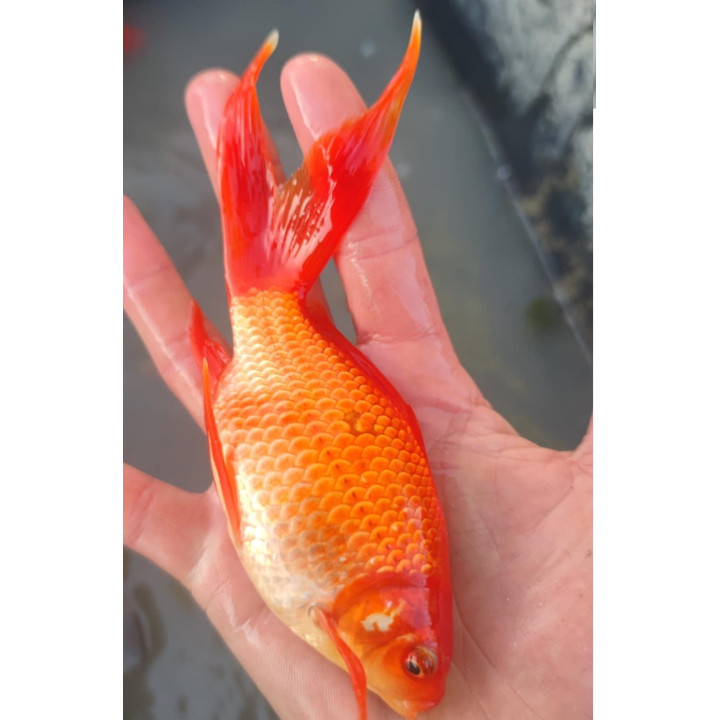 KOLOROWY KARAŚ TARLAK I KARAŚ WELON 10-20 cm