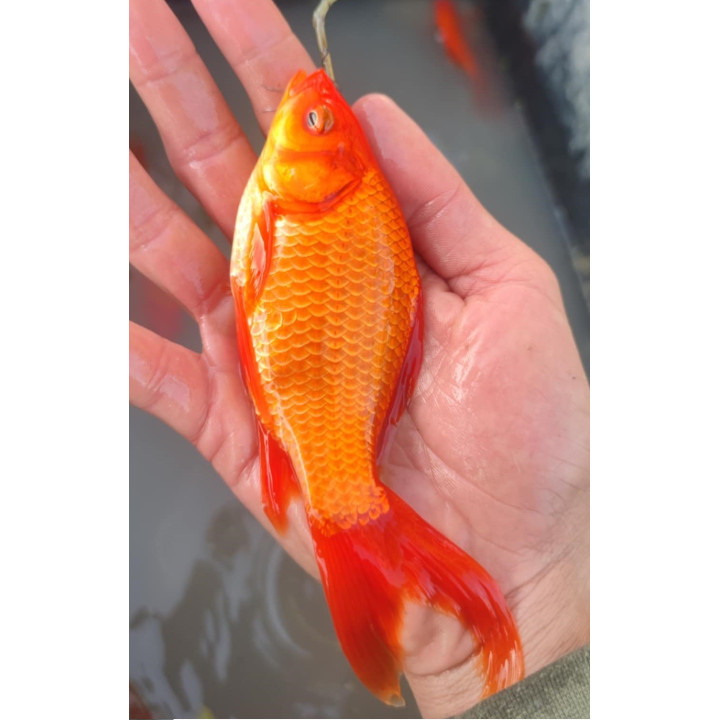 KOLOROWY KARAŚ TARLAK I KARAŚ WELON 10-20 cm