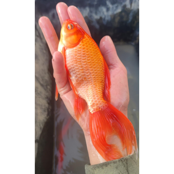 KOLOROWY KARAŚ TARLAK I KARAŚ WELON 10-20 cm
