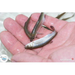 10 sztuk JAŹ narybek 10 cm