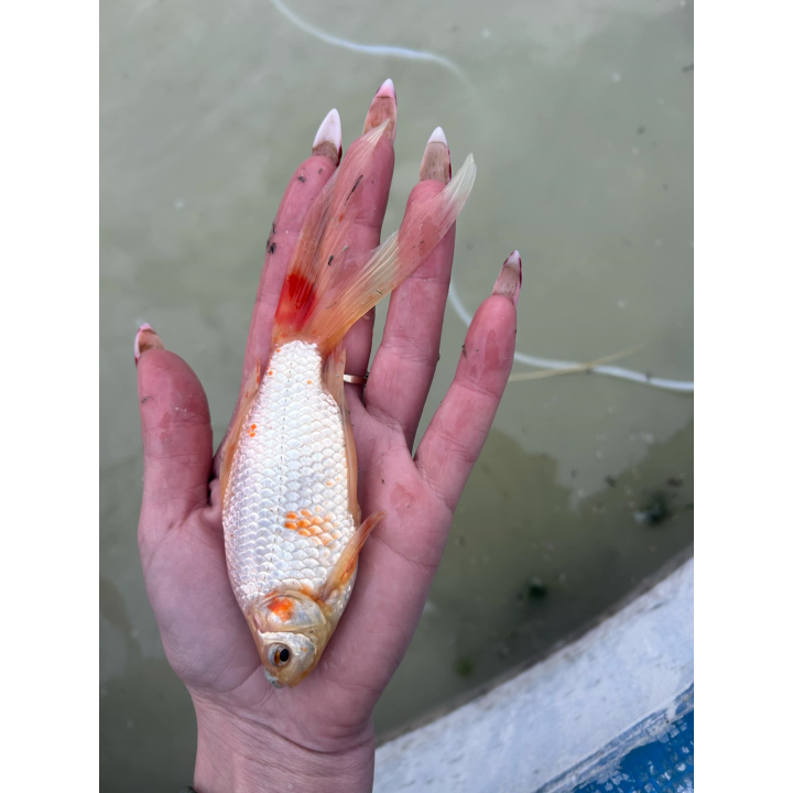 KOLOROWY KARAŚ TARLAK I KARAŚ WELON 10-20 cm