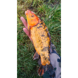 KOI TARLAK 25-40 CM - OSTATNIE SZTUKI W TYM SEZONE