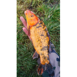 KOI TARLAK 25-40 CM