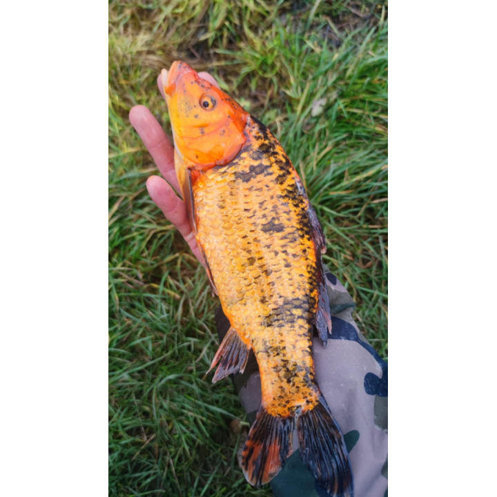 KOI TARLAK 30-45 CM - OSTATNIE SZTUKI W TYM SEZONE