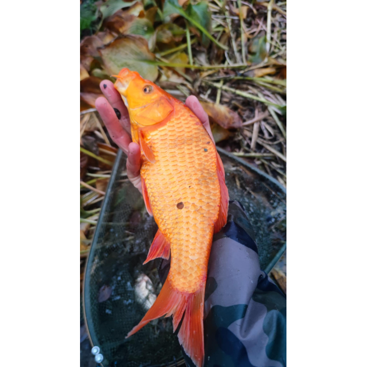 KOI TARLAK 30-45 CM - OSTATNIE SZTUKI W TYM SEZONE