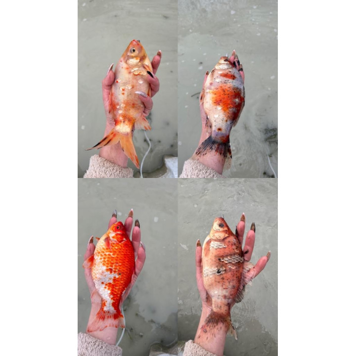 Szubunkin tarlak karaś 15-20 cm unikat RAKIETA, WELON.