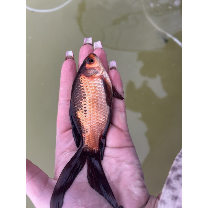 KOLOROWY KARAŚ TARLAK I KARAŚ WELON 10-20 cm