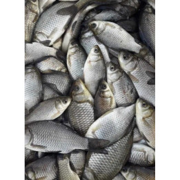 5 sztuk ŻYWIEC na suma 15-30 CM KARAŚ SREBRZYSTY na  szczupaka