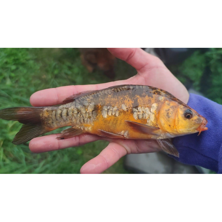 5 sztuk KARP KOI 20-30 cm KROCZEK