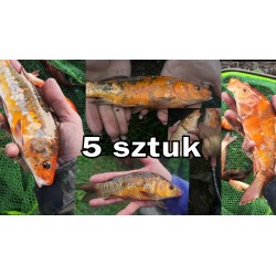 5 sztuk KARP KOI 20-30 cm...