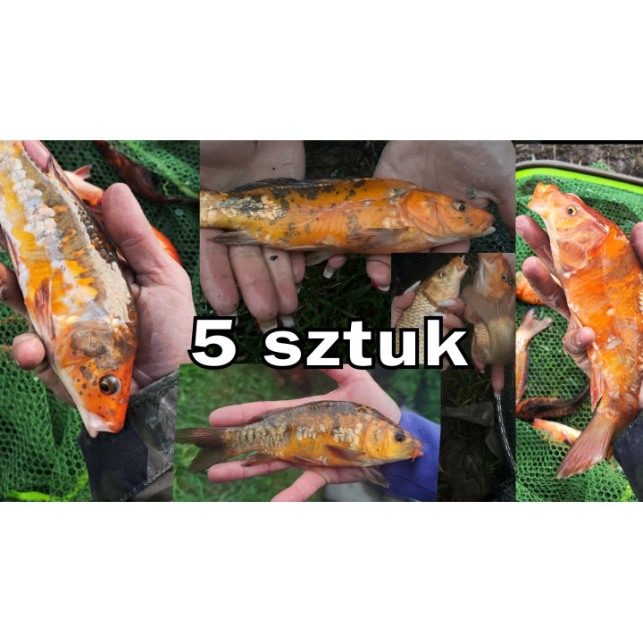 5 sztuk KARP KOI 20-30 cm KROCZEK