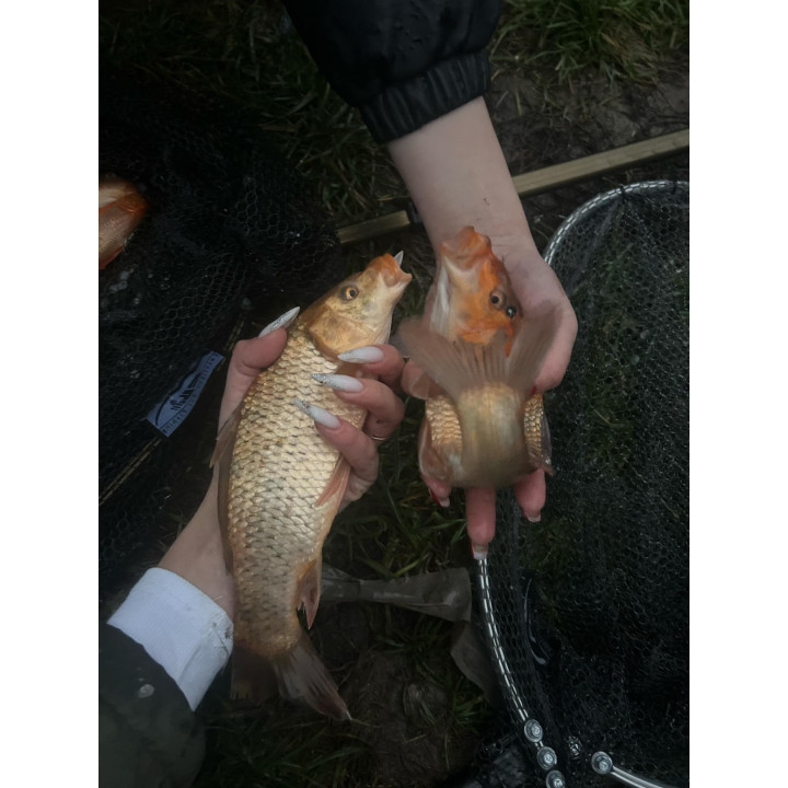 5 sztuk KARP KOI 20-30 cm KROCZEK