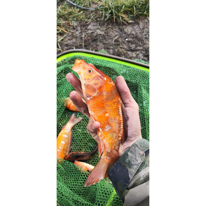 5 sztuk KARP KOI 20-30 cm KROCZEK