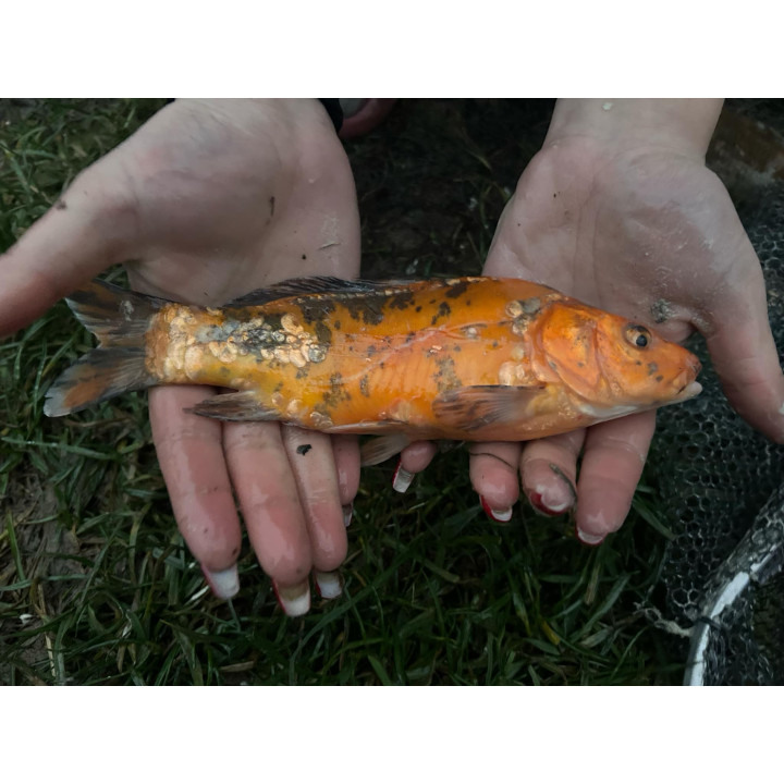 5 sztuk KARP KOI 20-30 cm KROCZEK