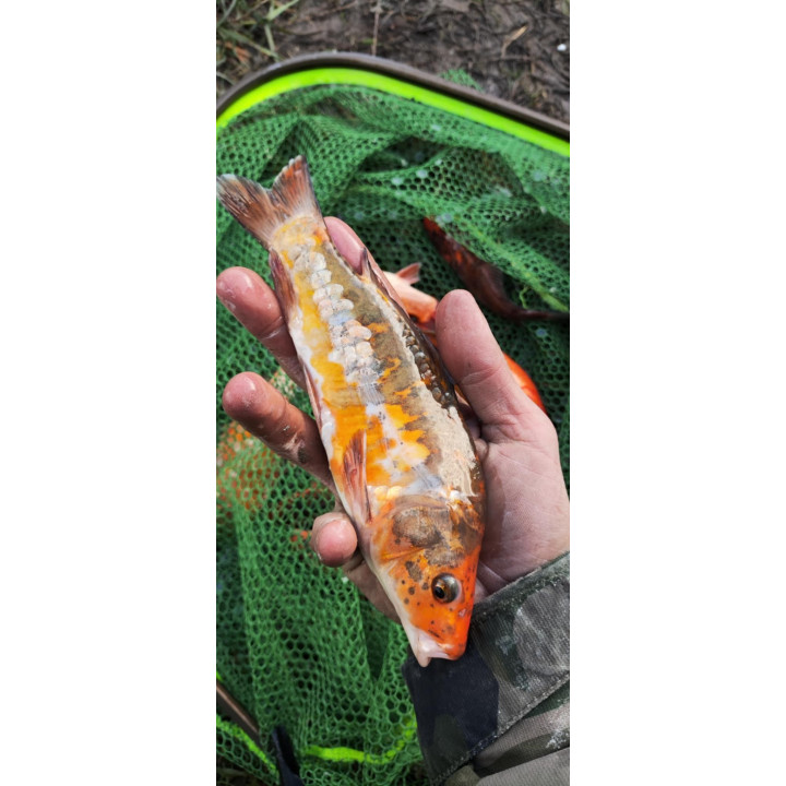 5 sztuk KARP KOI 20-30 cm KROCZEK