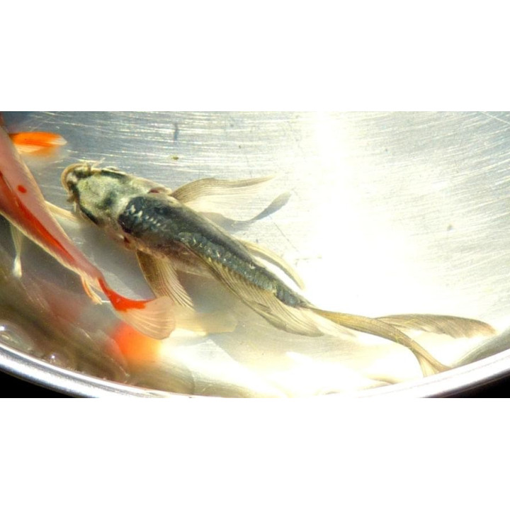 18-30 cm JAPOŃSKI karp koi butterfly  kroczek UNIKAT limitowane
