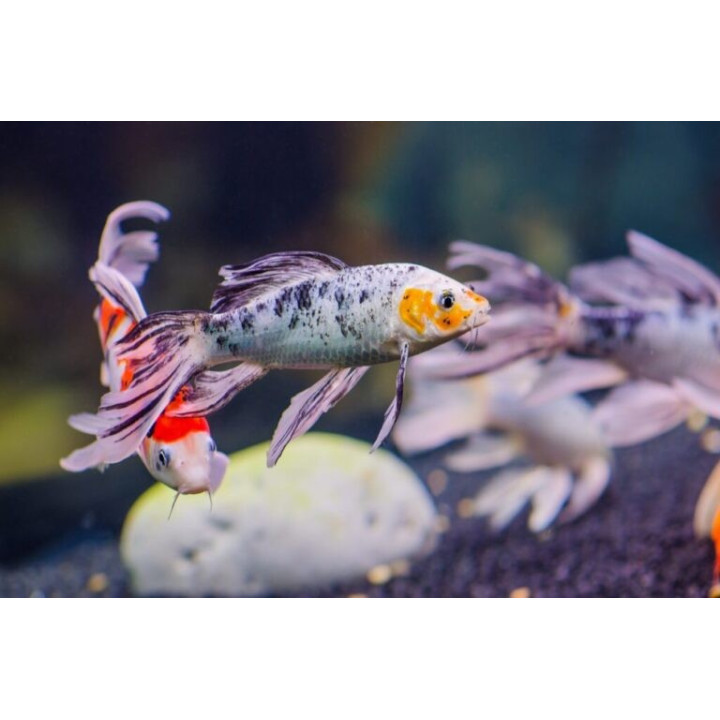 18-30 cm JAPOŃSKI karp koi butterfly  kroczek UNIKAT limitowane
