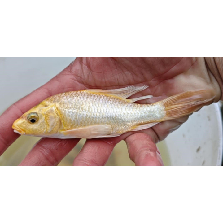 18-30 cm JAPOŃSKI karp koi butterfly  kroczek UNIKAT limitowane