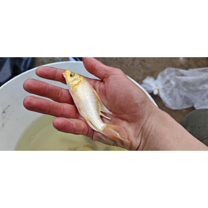 18-30 cm JAPOŃSKI karp koi butterfly  kroczek UNIKAT limitowane
