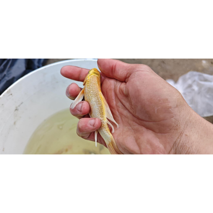 18-30 cm JAPOŃSKI karp koi butterfly  kroczek UNIKAT limitowane
