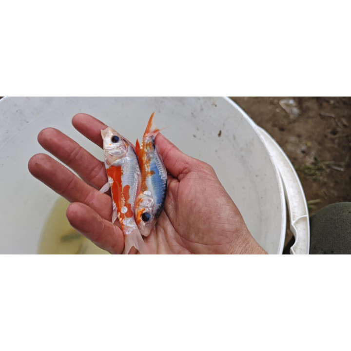 18-30 cm JAPOŃSKI karp koi butterfly  kroczek UNIKAT limitowane
