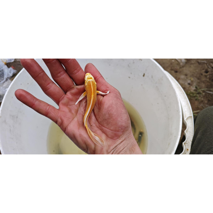 18-30 cm JAPOŃSKI karp koi butterfly  kroczek UNIKAT limitowane