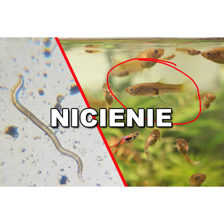Splewka Rybia, Pijawki, Nicienie Zwalczający Środek 5L RaFish