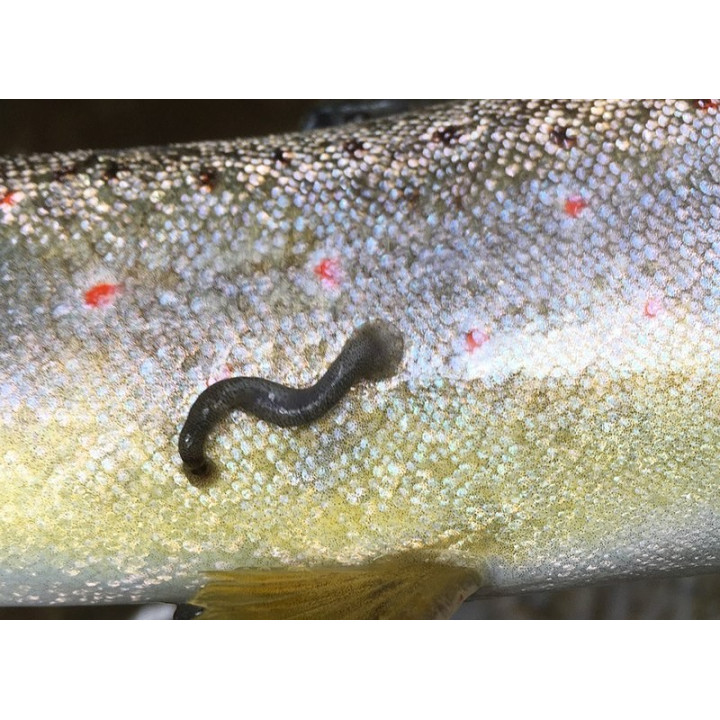Splewka Rybia, Pijawki, Nicienie Zwalczający Środek 5L RaFish