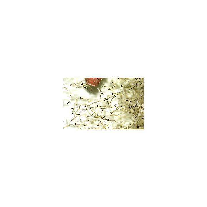 Wylęgi Ryb - Turbo Starter Zdrowe Ryby I Szybkie Przyrosty 1Kg RaFish