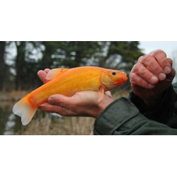 ZŁOTY LIN 5-10 cm narybek
