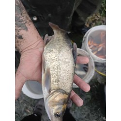 TOŁPYGA 20-40 CM kroczek