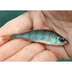 Okoń 6-10 cm narybek 5 sztuk